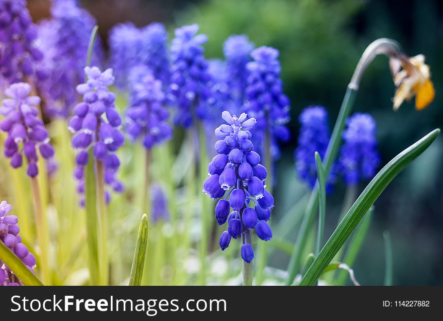 Blue, Flower, Purple, Plant