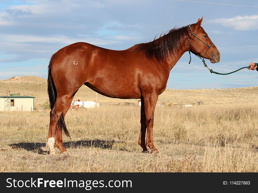 Horse, Ecosystem, Mare, Mane