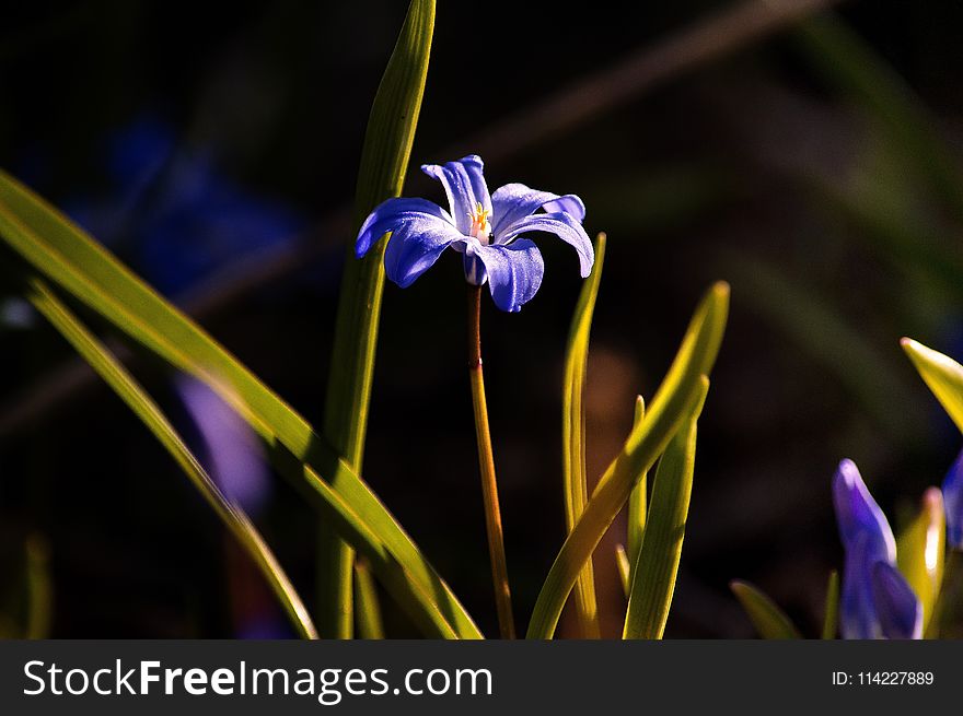 Flower, Plant, Flowering Plant, Flora