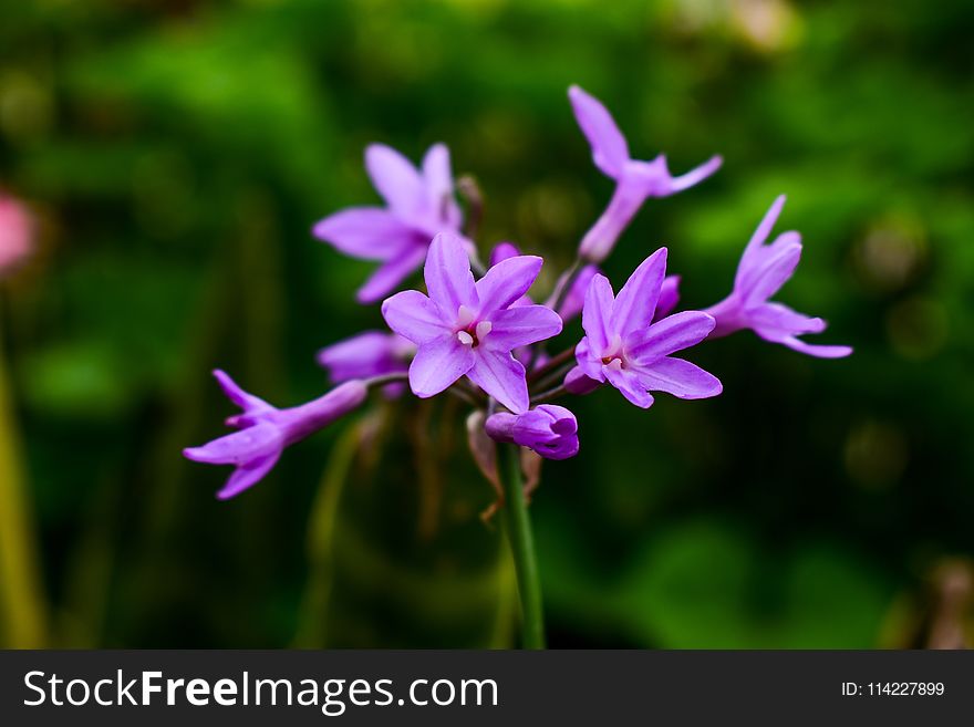 Flower, Flora, Plant, Purple