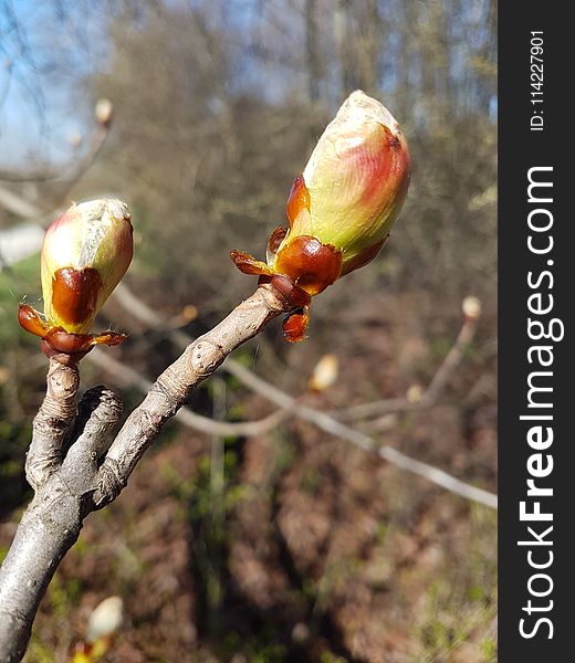 Bud, Flora, Plant, Spring