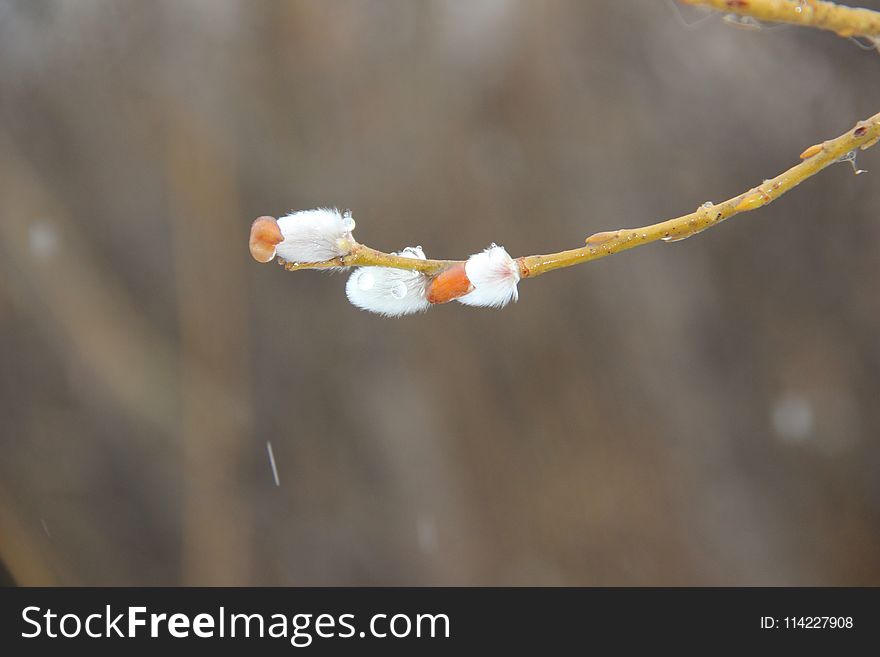Branch, Close Up, Twig, Stock Photography