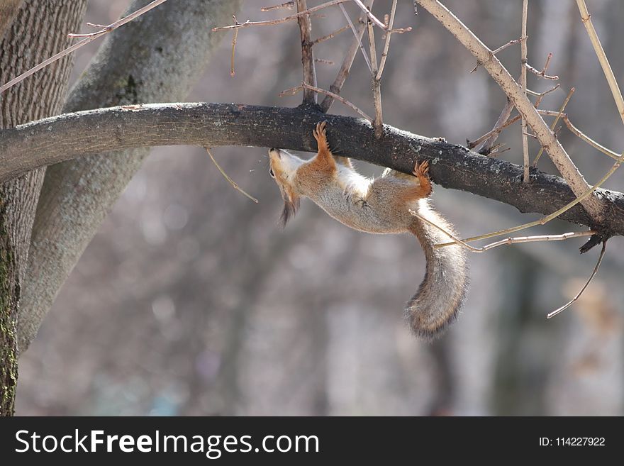 Fauna, Branch, Squirrel, Wildlife