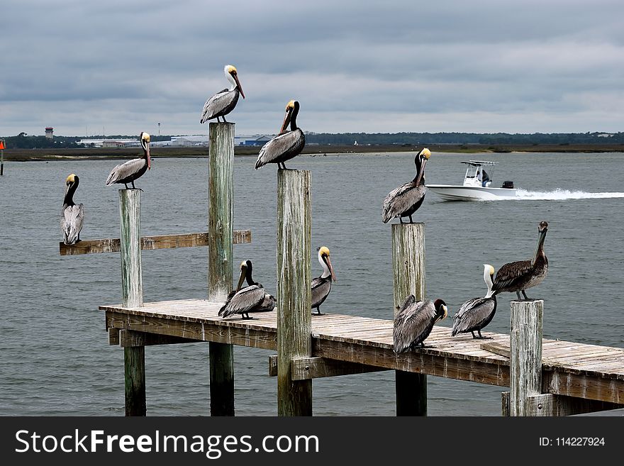 Bird, Seabird, Pelican, Water