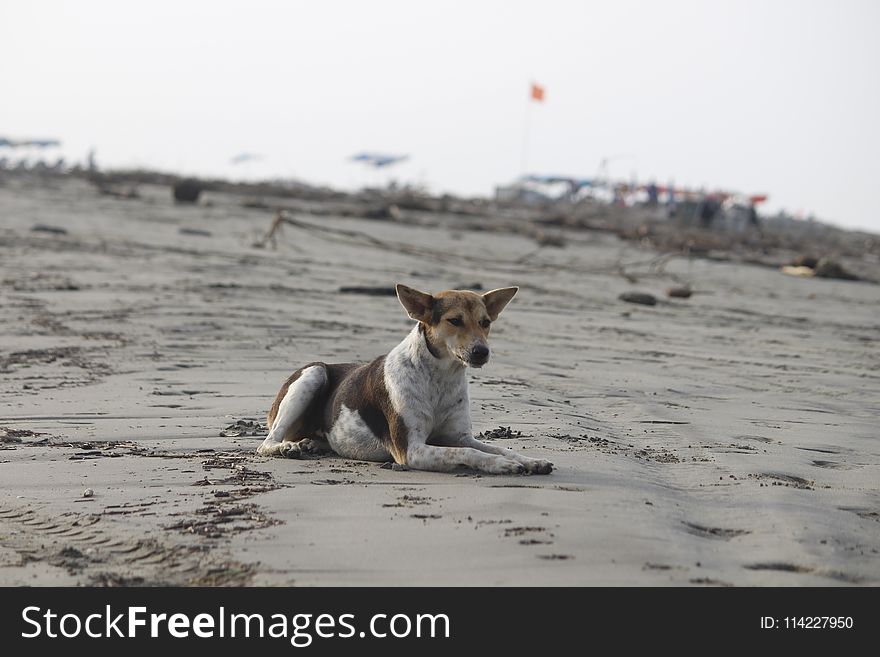 Dog, Street Dog, Beach, Sand