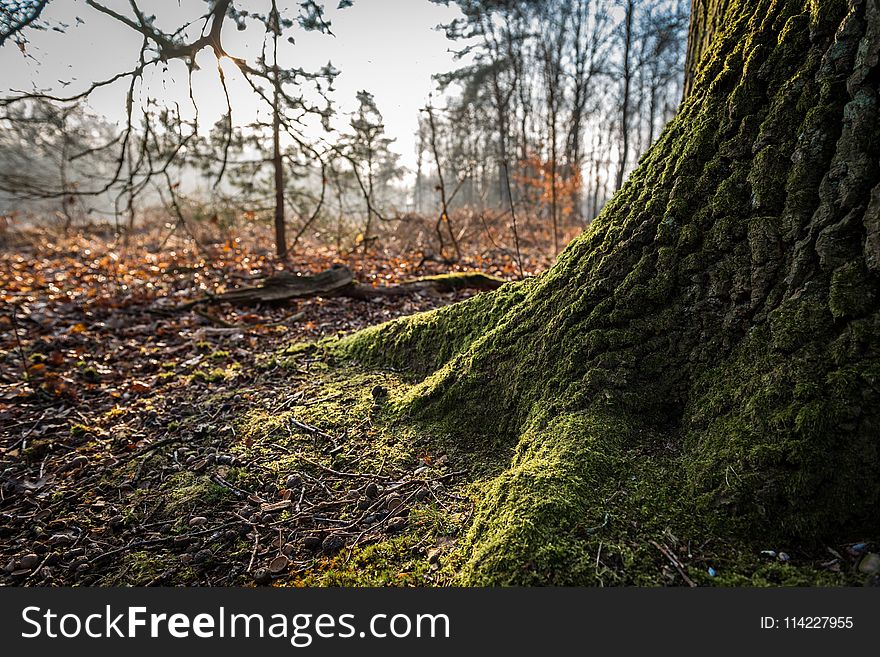 Nature, Woodland, Ecosystem, Tree
