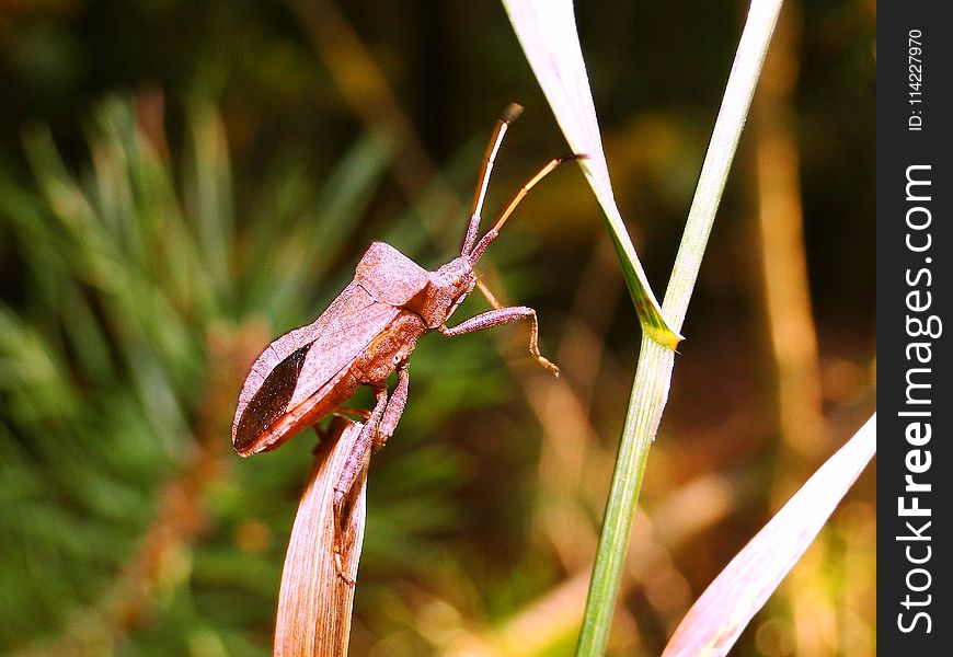 Insect, Flora, Leaf, Moth