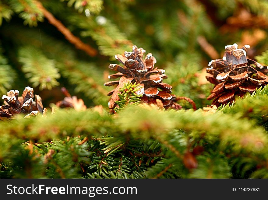 Pine Family, Tree, Branch, Close Up