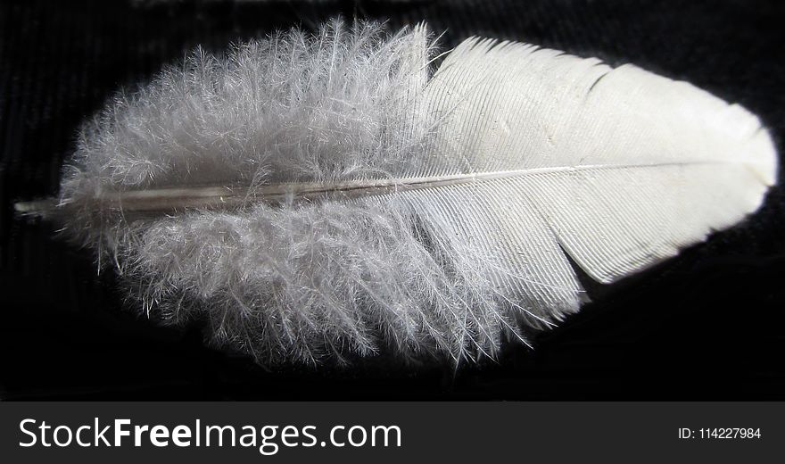 Feather, Close Up, Material, Wing