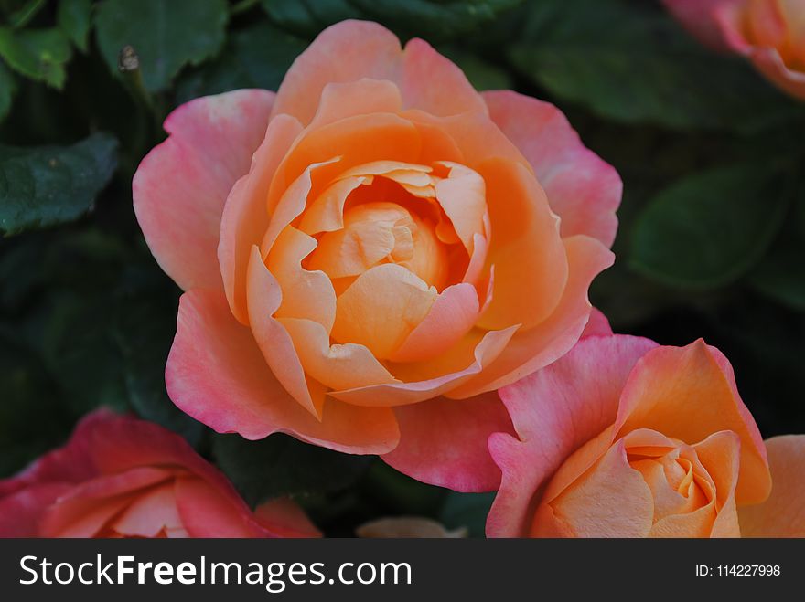 Rose, Flower, Rose Family, Floribunda