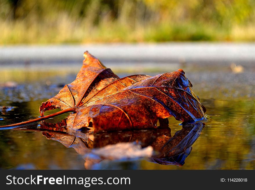 Leaf, Autumn, Water, Maple Leaf