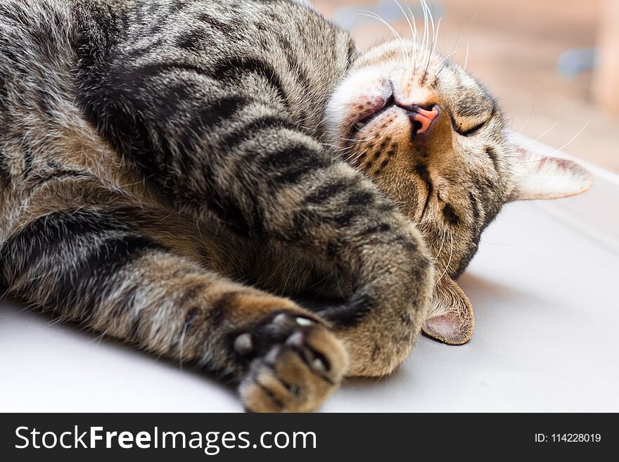 Street Cat Isolate On Background