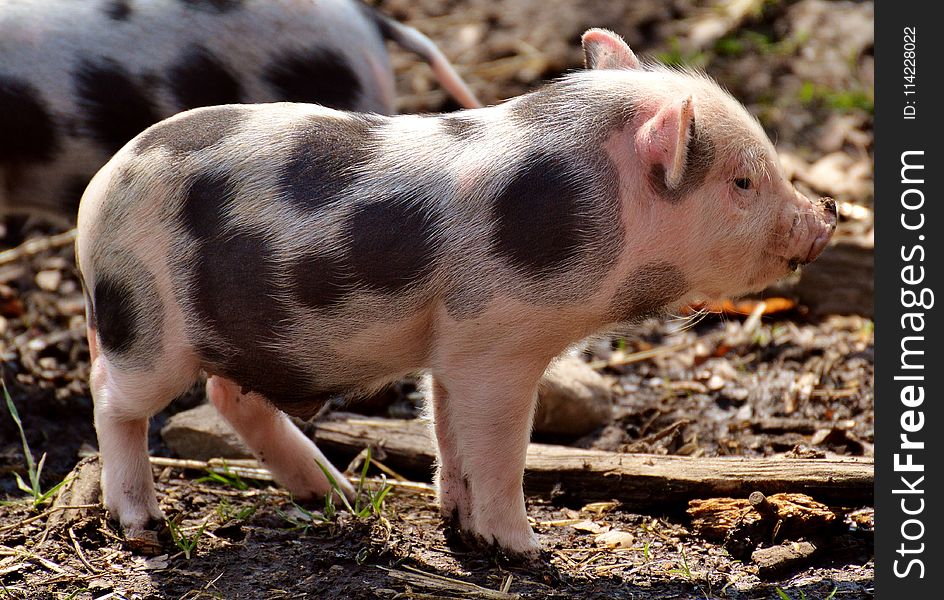 Pig Like Mammal, Domestic Pig, Pig, Mammal