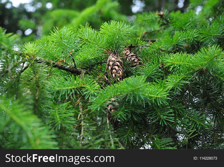 Ecosystem, Pine Family, Vegetation, Spruce
