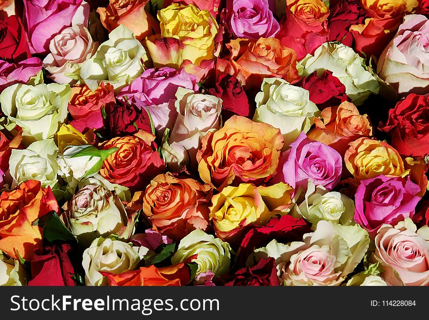 Flower, Rose, Garden Roses, Rose Family
