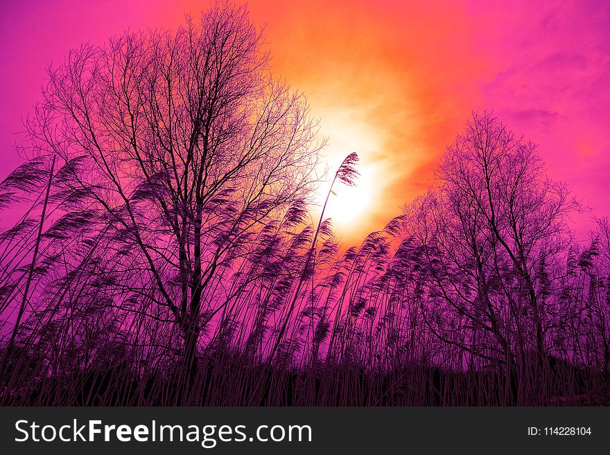 Sky, Nature, Pink, Purple