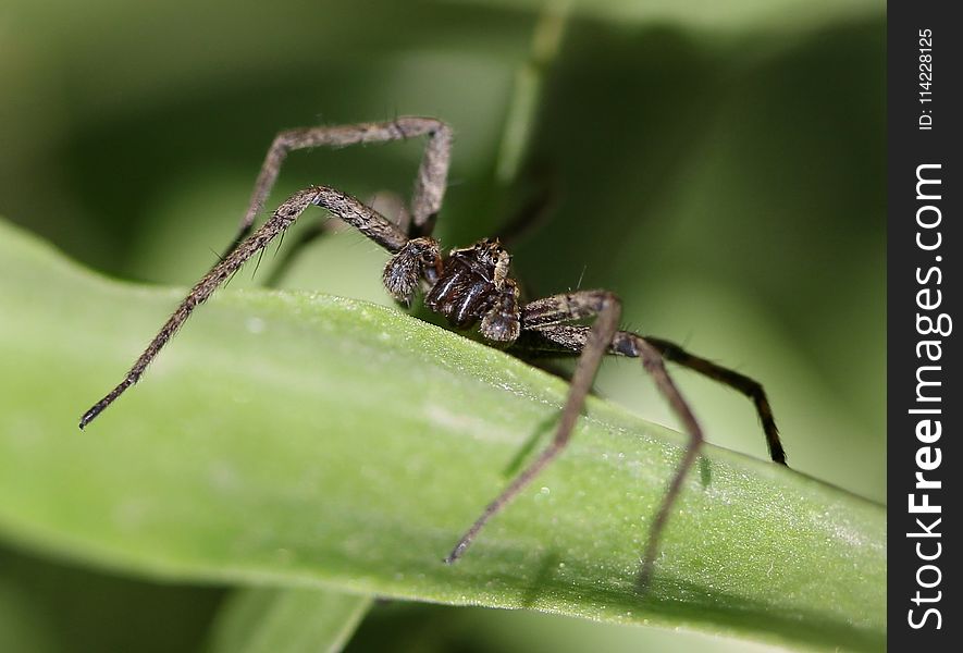 Insect, Spider, Arachnid, Macro Photography