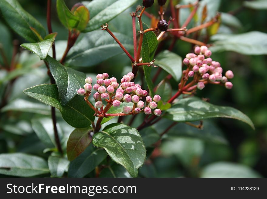 Plant, Heteromeles, Pistacia Lentiscus, Viburnum