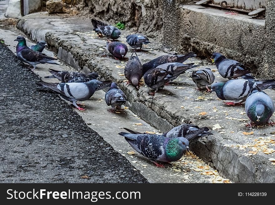 Pigeons And Doves, Bird, Beak