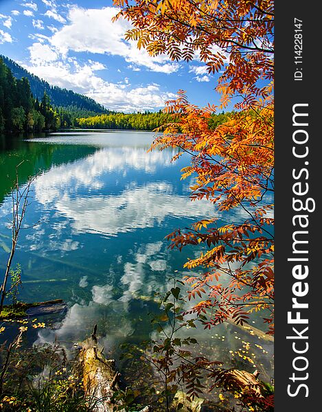 Mountain autumn green siberia lake with reflection and red rowan