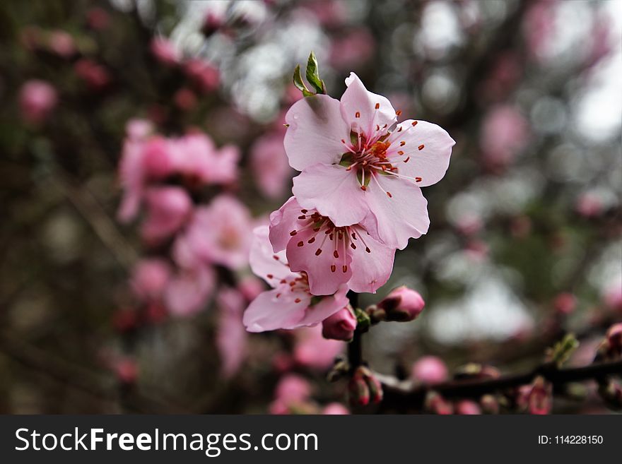 Blossom, Pink, Flower, Spring
