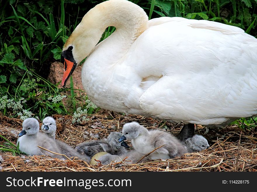 Bird, Water Bird, Swan, Ducks Geese And Swans