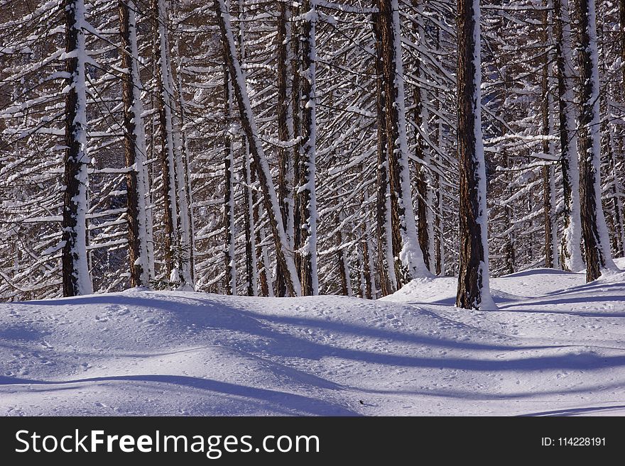 Snow, Winter, Nature, Tree