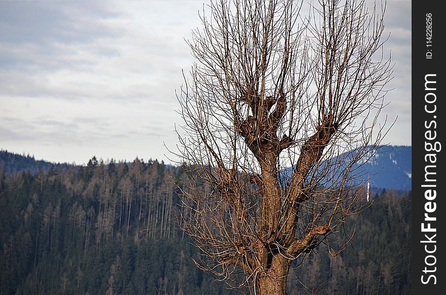 Tree, Sky, Woody Plant, Mountain