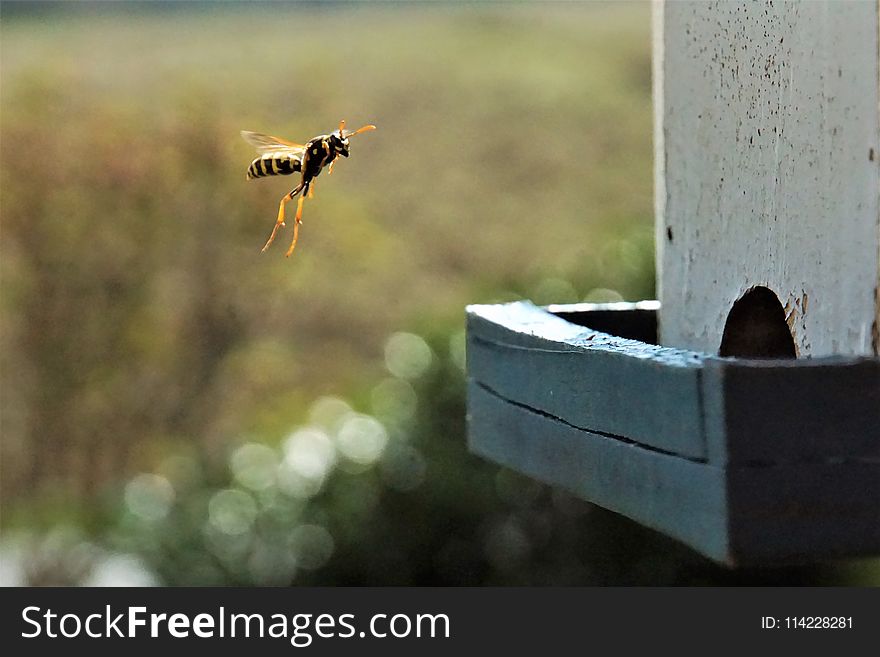 Bee, Insect, Fauna, Honey Bee