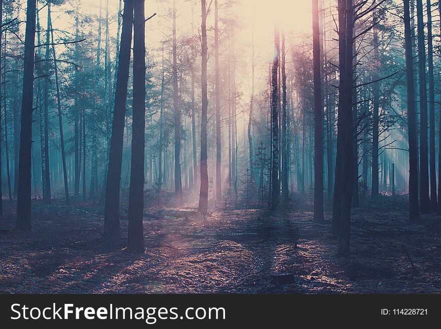 Halloween background. Dark forest with cold blue toning.