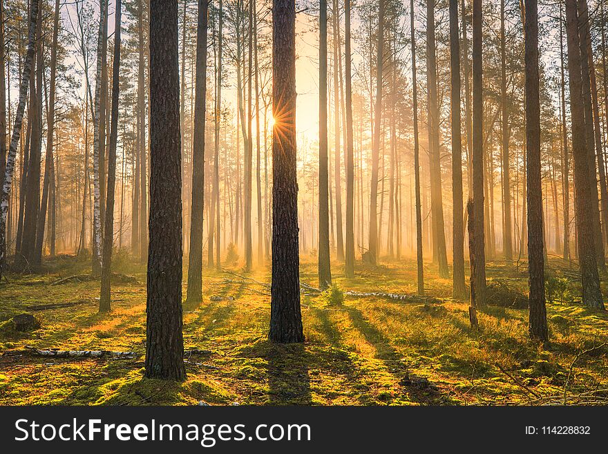 Spring sunny scene. Natural parkland with sunlight early in the morning.