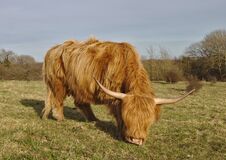 Highland Cow Wide Angle Portrait Stock Photography