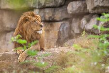 Old Lion In A Zoo Royalty Free Stock Photo