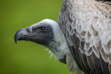 Portrait Of A Griffon Vulture Royalty Free Stock Photography