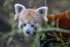 Cute Red Panda In A Zoo Royalty Free Stock Photos