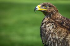 Portrait Of A Golden Eagle Royalty Free Stock Photography Portrait Of A Golden Eagle Royalty Free Stock Photography