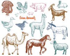 Farm Cute Animal Big Set. Vector Illustration. Camel, Horse, Goat, Pig, Donkey, Mountain Sheep, Llama Or Alpaca, Turkey Stock Image