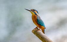 Kingfisher Sitting On The Bough Royalty Free Stock Photos