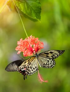 Beautiful Butterfly Paper Kite, Idea Leuconoe In Tropical Forest Stock Image Beautiful Butterfly Paper Kite, Idea Leuconoe In Tropical Forest Stock Image