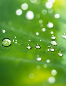 Beautiful Detail Of Leaf With Water Drops, Macro Photo. Stock Image