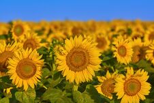 Field Of Sunflowers Stock Photos