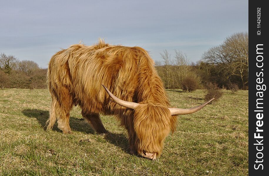 Highland cow wide angle portrait