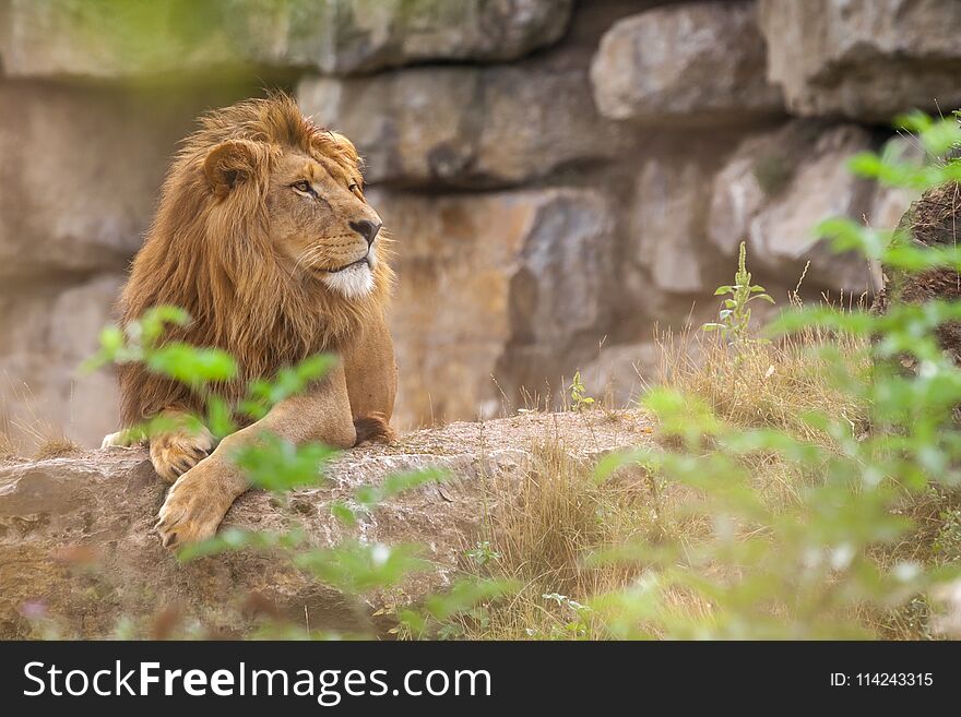 Portrait of an old lion living in captivity in a zoo. Portrait of an old lion living in captivity in a zoo.