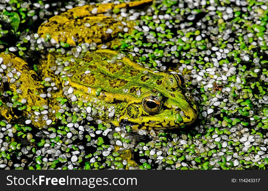 image of a frog in a pond surrounded by green close up. image of a frog in a pond surrounded by green close up