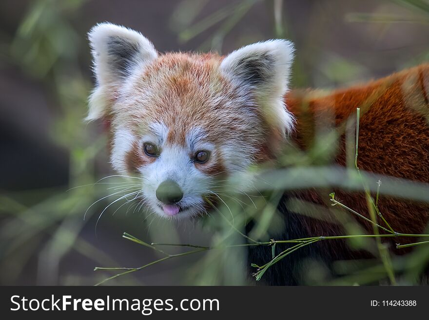 Portrait of a cute red panda in a zoo.