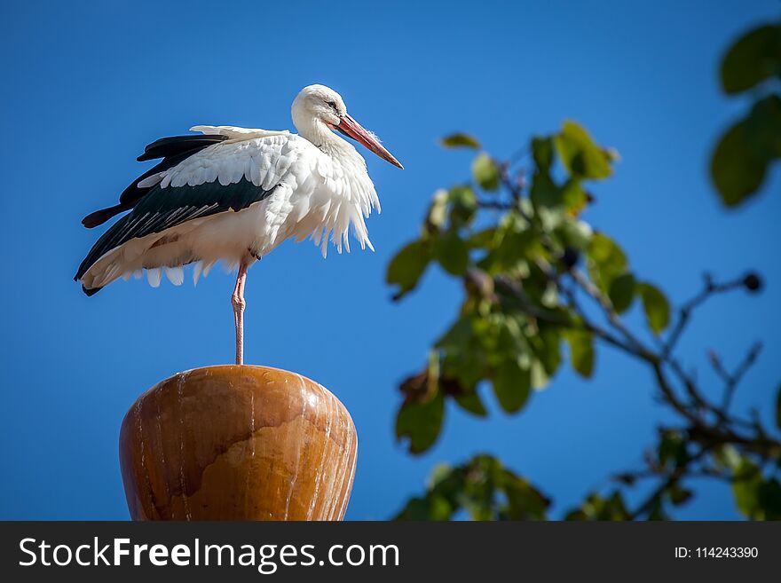 Free stork around a zoo