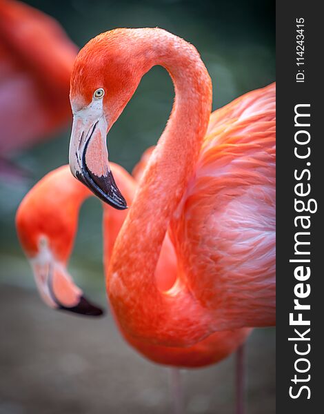 Portrait of flamingos living in captivity. Portrait of flamingos living in captivity.