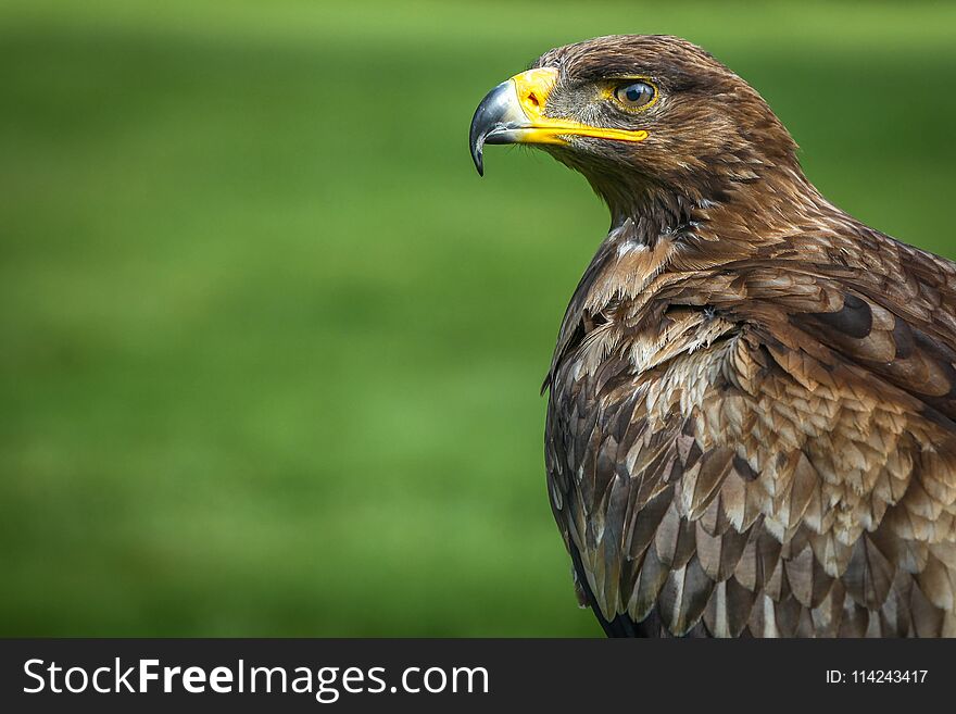 Portrait of a golden eagle living in captivity.