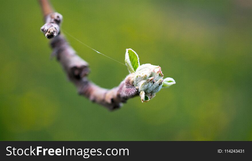 apple bud on an orchard in april, image