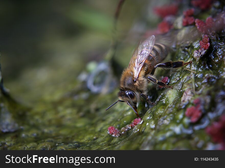 Honey bee drinking water during warm summer. Honey bee drinking water during warm summer.